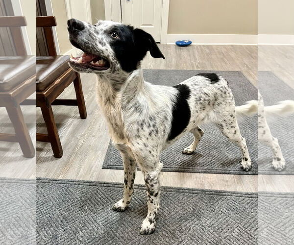 Medium Photo #2 Mutt Puppy For Sale in Emmett, ID, USA