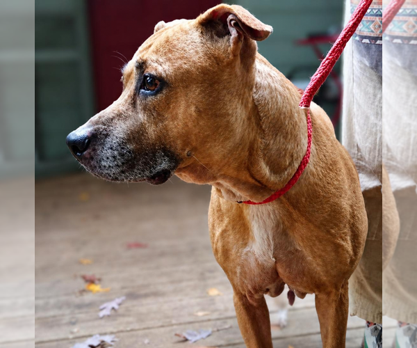 Medium Photo #3 Rhodesian Ridgeback-Unknown Mix Puppy For Sale in Decatur, GA, USA