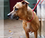 Small #2 Rhodesian Ridgeback Mix