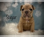 Small Photo #5 Bulldog Puppy For Sale in SPRING, TX, USA