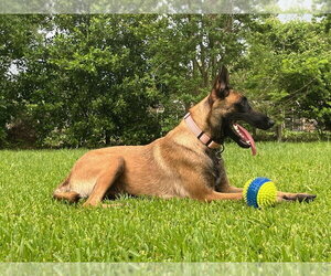 Ms Maddie - Located in Texas - Female Mutt Dog for Adoption - Photo #7