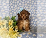 Small Photo #2 Havanese-Poodle (Toy) Mix Puppy For Sale in ELKTON, MD, USA