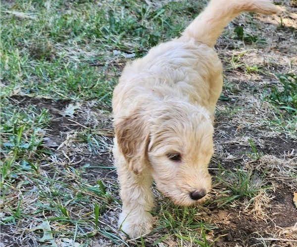 Medium Photo #6 Doodle-Goldendoodle Mix Puppy For Sale in WACO, TX, USA