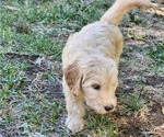 Small #5 Doodle-Goldendoodle Mix