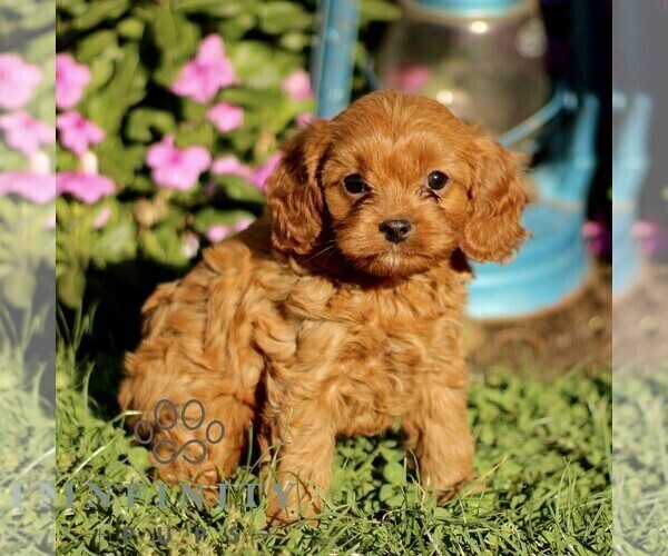 Medium Photo #1 Cavapoo Puppy For Sale in QUARRYVILLE, PA, USA