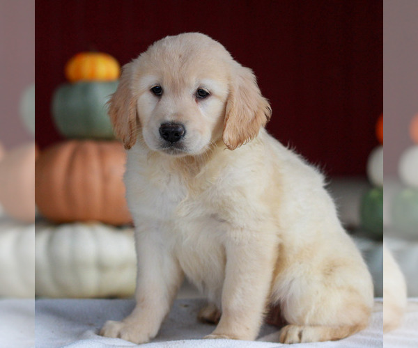 Medium Photo #3 Golden Retriever Puppy For Sale in MANHEIM, PA, USA
