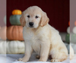 Lavender - Female Golden Retriever Puppy for Sale - Photo #3