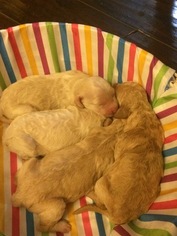 Goldendoodle Puppy for sale in GODLEY, TX, USA