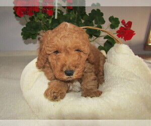 Goldendoodle-Poodle (Toy) Mix Puppy for sale in GRAND HAVEN, MI, USA