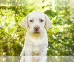 Small Photo #2 Labrador Retriever Puppy For Sale in MONROE, GA, USA