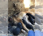 Small Photo #11 Belgian Tervuren-German Shepherd Dog Mix Puppy For Sale in COTO DE CAZA, CA, USA