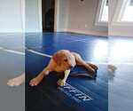 Small Photo #1 Labrador Retriever Puppy For Sale in APPOMATTOX, VA, USA