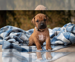 Small Photo #16 Rhodesian Ridgeback Puppy For Sale in THREE RIVERS, CA, USA