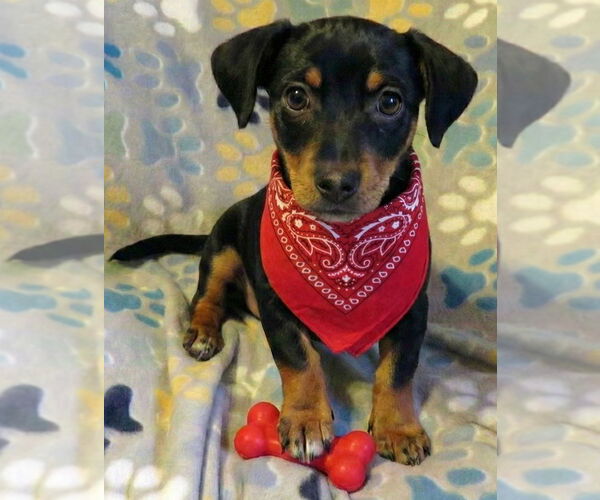 Medium Photo #9 Chiweenie Puppy For Sale in Grovertown, IN, USA