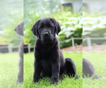 Small Photo #8 Labrador Retriever Puppy For Sale in HYDE PARK, VT, USA