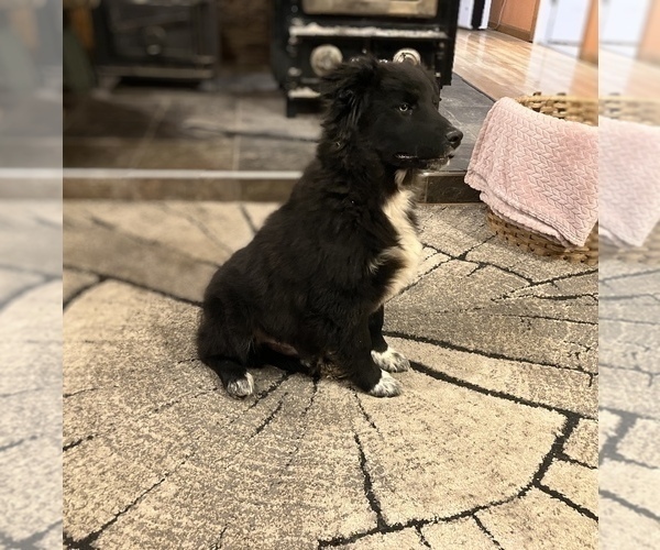 Medium Photo #5 Australian Shepherd Puppy For Sale in HILLSBORO, WI, USA