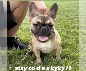 French Bulldog Puppy for sale in VICTORVILLE, CA, USA