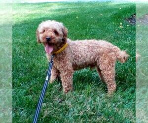 Father of the Cavapoo puppies born on 03/22/2025