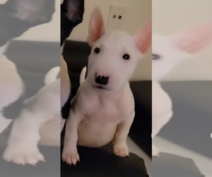 Bull Terrier Puppy for Sale in HURON, California USA