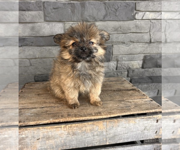 Medium Photo #3 Shiranian Puppy For Sale in MIDDLEBURY, IN, USA