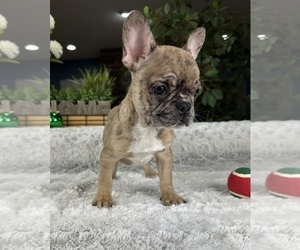French Bulldog Puppy for sale in GREENFIELD, IN, USA
