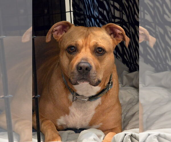 Medium Photo #6 American Pit Bull Terrier-Unknown Mix Puppy For Sale in OKLAHOMA CITY, OK, USA