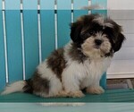 Small Photo #2 Shih Tzu Puppy For Sale in FREDERICKSBURG, OH, USA