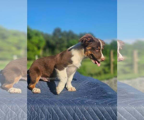 Medium Photo #8 Australian Shepherd-Chihuahua Mix Puppy For Sale in Wakefield, RI, USA