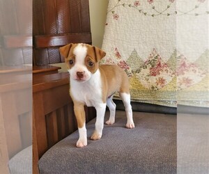 Chihuahua Puppy for sale in MOUNT AIRY, NC, USA