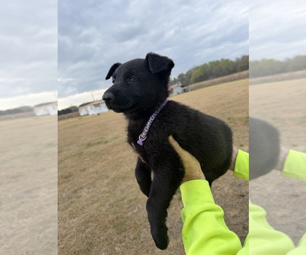 Medium Photo #4 German Shepherd Dog Puppy For Sale in GREENVILLE, NC, USA
