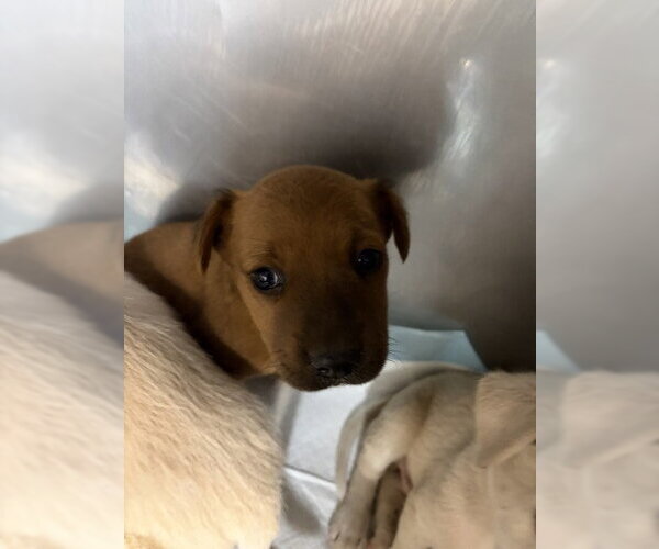 Medium Photo #1 Mutt Puppy For Sale in San Bernardino, CA, USA