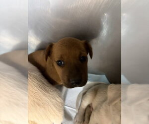 Mutt Dogs for adoption in San Bernardino, CA, USA