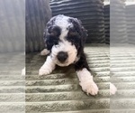 Small Photo #69 Aussiedoodle Puppy For Sale in ASHEVILLE, NC, USA