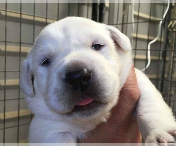 Medium Photo #1 Labrador Retriever Puppy For Sale in MORRISON, TN, USA