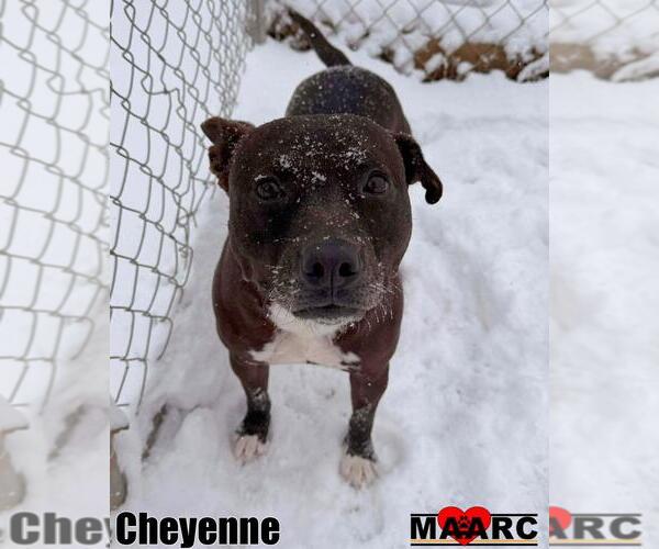 Medium Photo #14 Mutt Puppy For Sale in Maryville, TN, USA