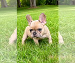 Small #1 French Bulldog