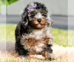 Small #5 Poodle (Miniature)