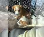 Small #2 Australian Shepherd Mix