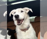 Small Border Collie Mix