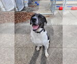 Small #8 Labrador Retriever Mix