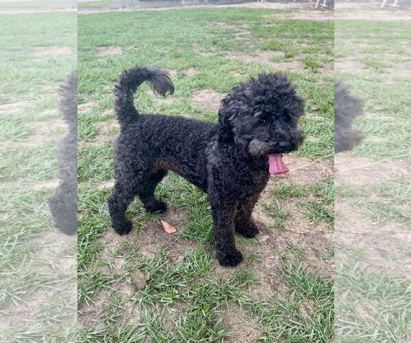 Medium Photo #3 Poodle (Miniature) Puppy For Sale in Eastman, GA, USA