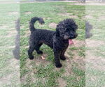 Small #2 Poodle (Miniature)