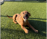 Small #2 Mutt
