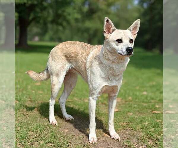 Medium Photo #2 Mutt Puppy For Sale in Talladega, AL, USA