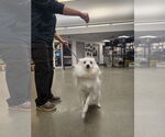 Small #3 American Eskimo Dog