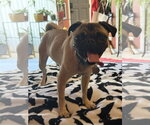 Small Photo #2 Pug Puppy For Sale in Phoenix, AZ, USA