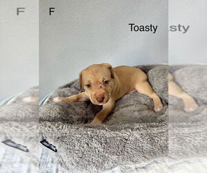 American Pit Bull Terrier-Miniature Schnauzer Mix Dogs for adoption in Oak Bluffs, MA, USA