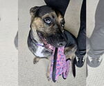 Small Photo #5 Mutt Puppy For Sale in Mount Laurel, NJ, USA