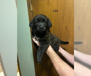 Australian Cattle Dog-Golden Retriever Mix Puppy for sale in KANSAS CITY, MO, USA