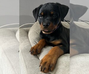 Rottweiler Puppy for Sale in RESEDA, California USA